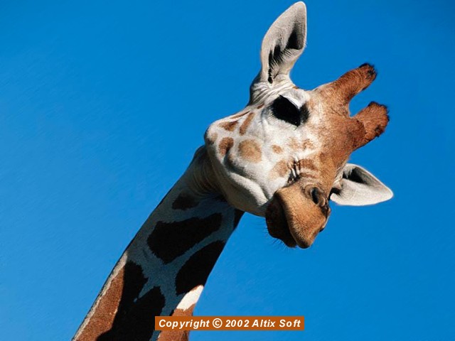 African Animals Screensaver 1.4 Screenshot African Animals Screensaver 1.4 Screenshot