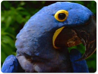 Birds Of Paradise 1.0 Screenshot Birds Of Paradise 1.0 Screenshot