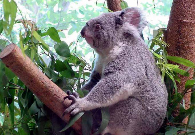 Cute Koala 1.0 Screenshot Cute Koala 1.0 Screenshot