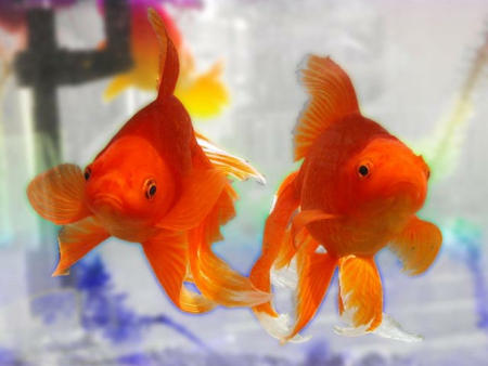 Goldfish 1.0 Screenshot Goldfish 1.0 Screenshot