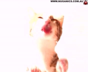 Cat Licking Screen Cleaner Screensaver 1.0 Screenshot Cat Licking Screen Cleaner Screensaver 1.0 Screenshot