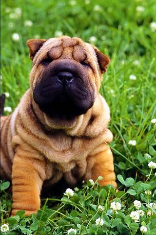 My Dog Screensaver 1.2 Screenshot My Dog Screensaver 1.2 Screenshot