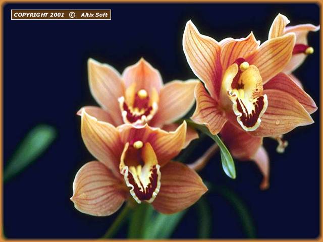 Orchids Screensaver 1.3 Screenshot Orchids Screensaver 1.3 Screenshot