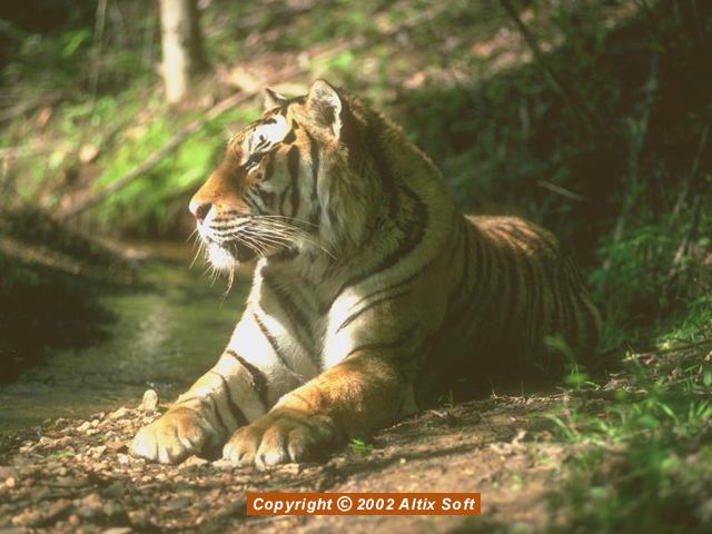 Rare Animals Screensaver 1.1 Screenshot Rare Animals Screensaver 1.1 Screenshot