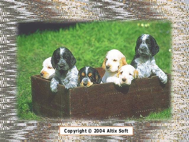 Small Dogs Screensaver 1.0 Screenshot Small Dogs Screensaver 1.0 Screenshot