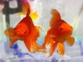 Goldfish 1.0 Goldfish 1.0