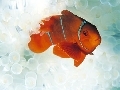 Underwater World 1.0