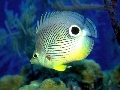 Fish Aquarium Screenshot